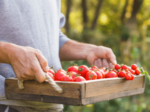 producepay-provides-over-60-million-in-financing-to-mexican-produce-growers-throughout-the-2020-harvest-cycle