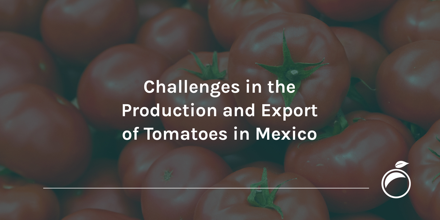 Challenges in the Production and Export of Tomatoes in Mexico