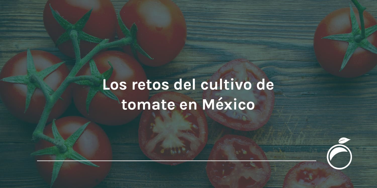 Los retos del cultivo de tomate en México