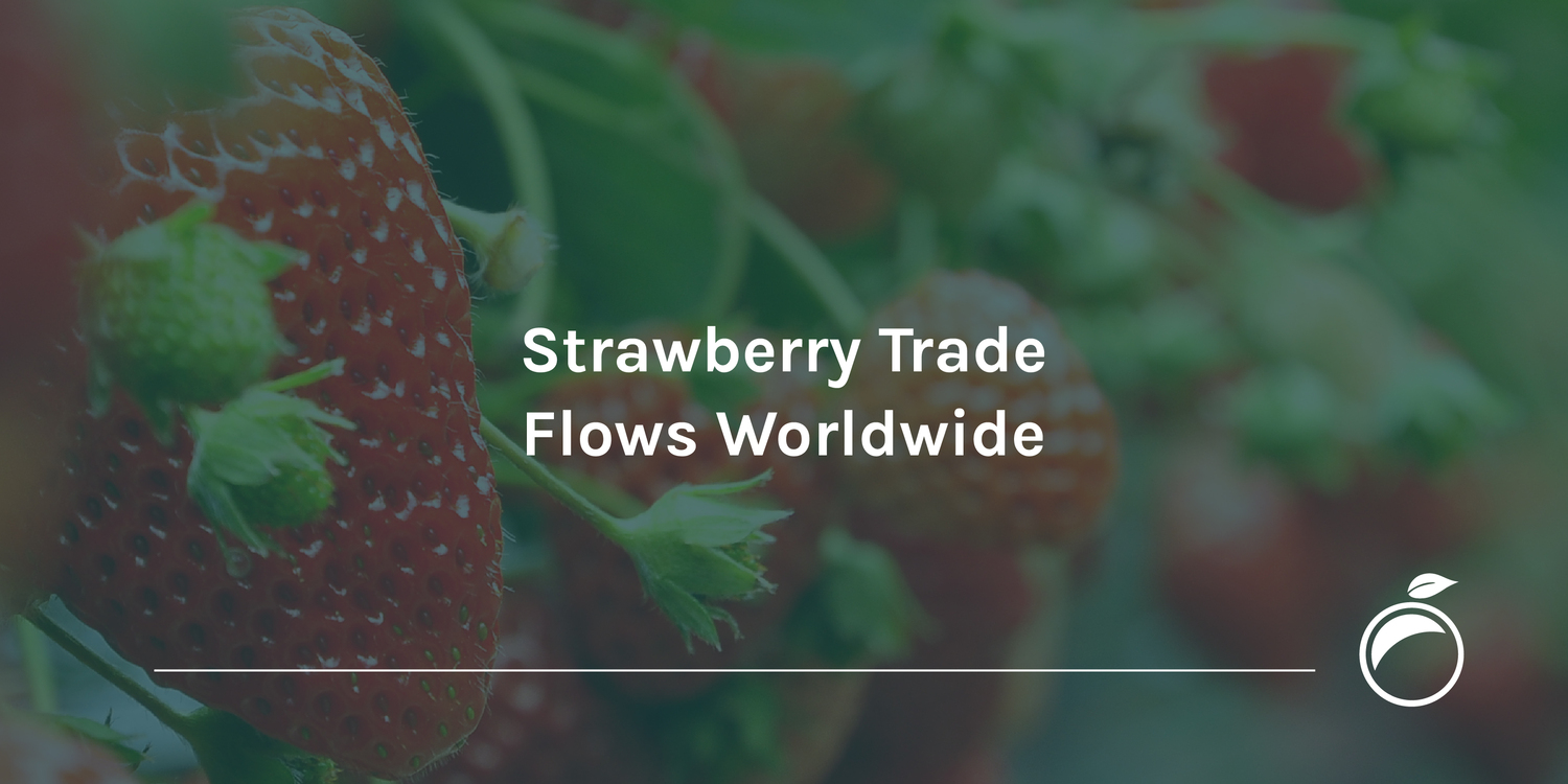 Strawberry Trade Flows Worldwide