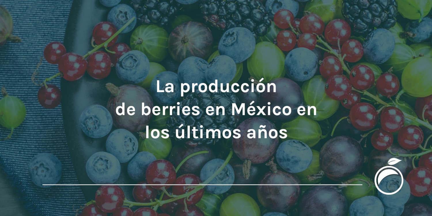 La producción de berries en México en los últimos años