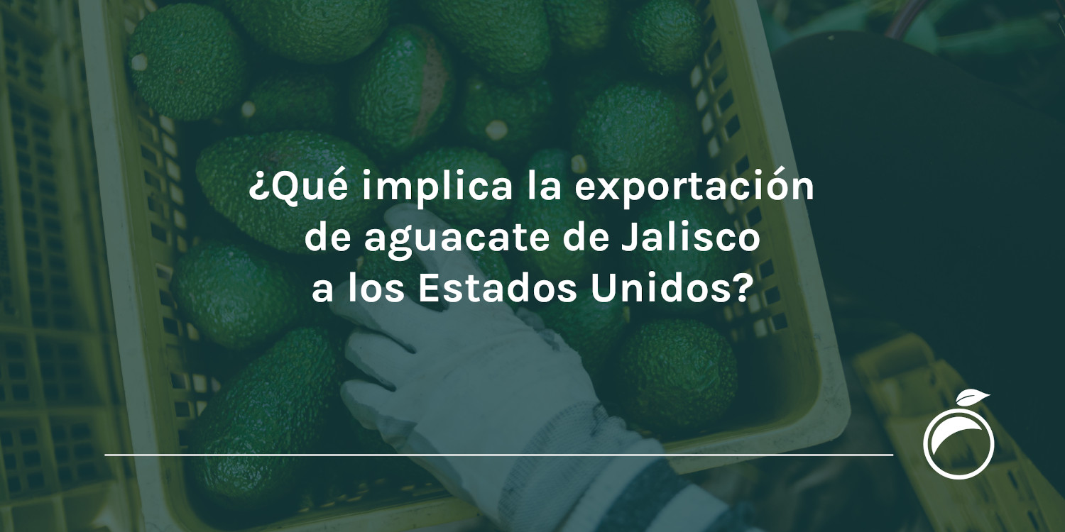¿Qué implica la exportación de aguacate de Jalisco a los Estados Unidos?