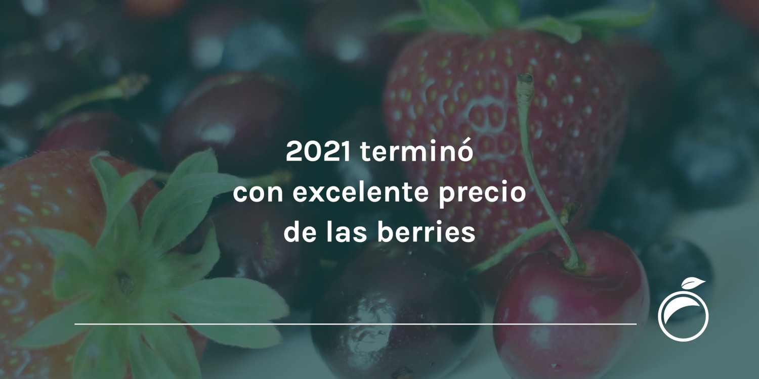 2021 terminó con excelente precio de las berries