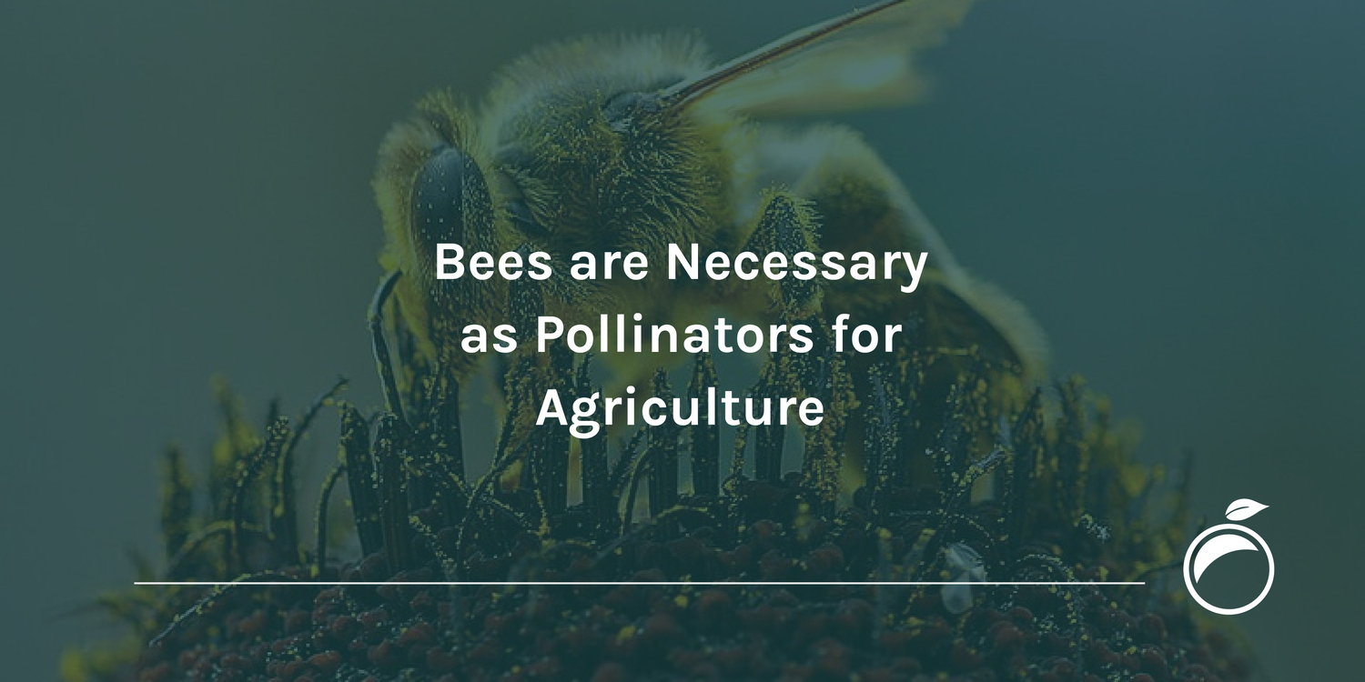 Bees are Necessary as Pollinators for Agriculture