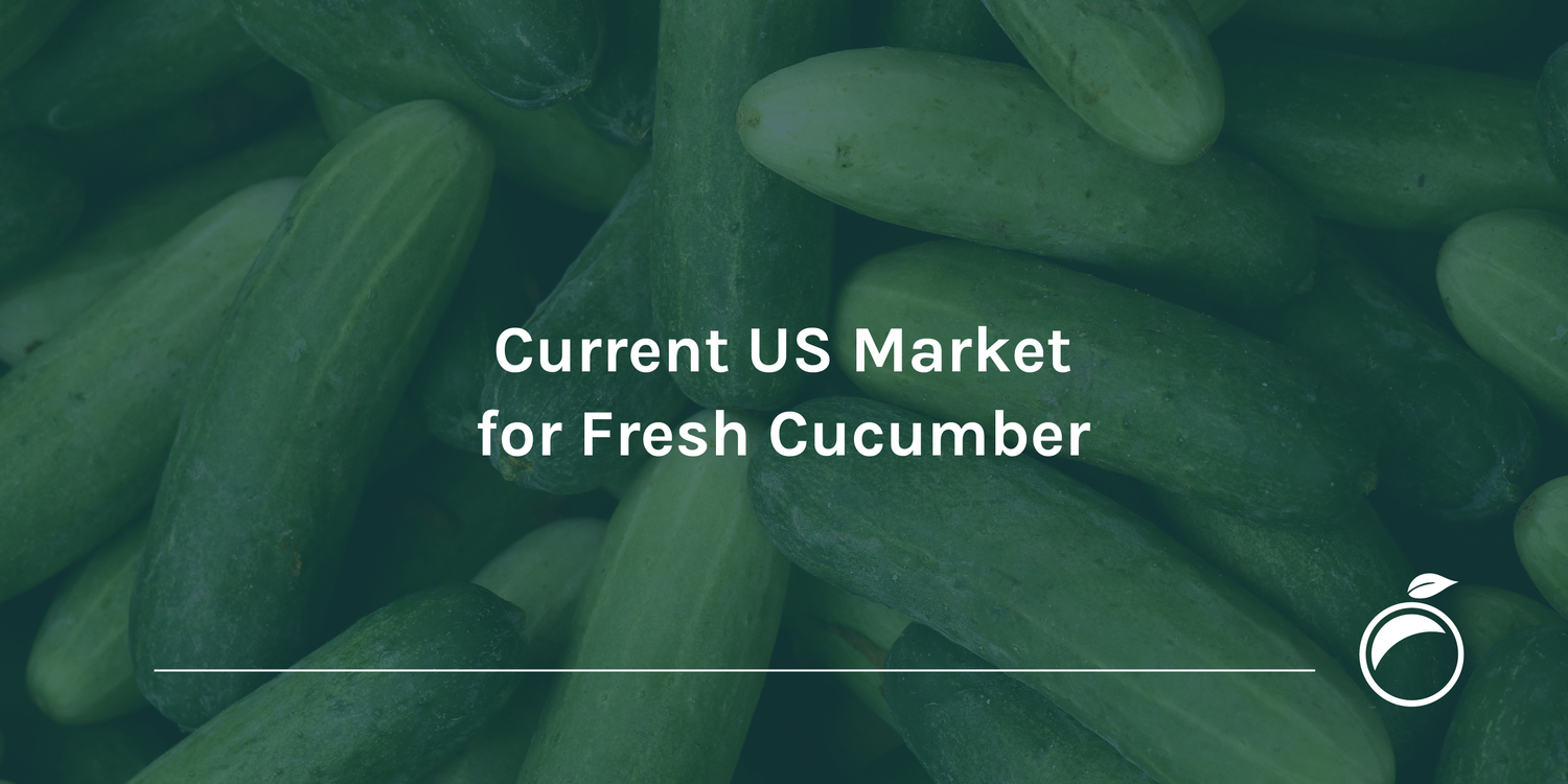 Current US Market for Fresh Cucumber