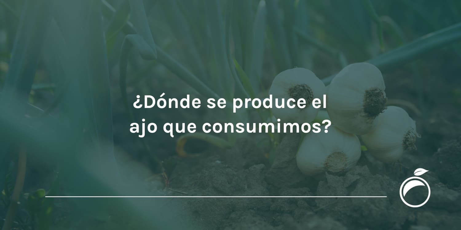 ¿Dónde se produce el ajo que consumimos?