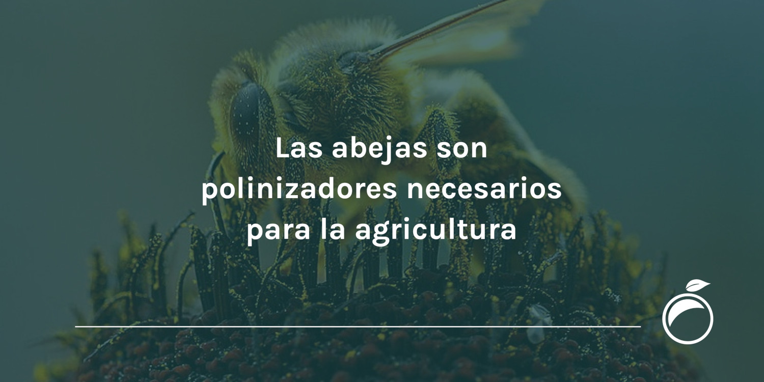 Las abejas son polinizadores necesarios para la agricultura