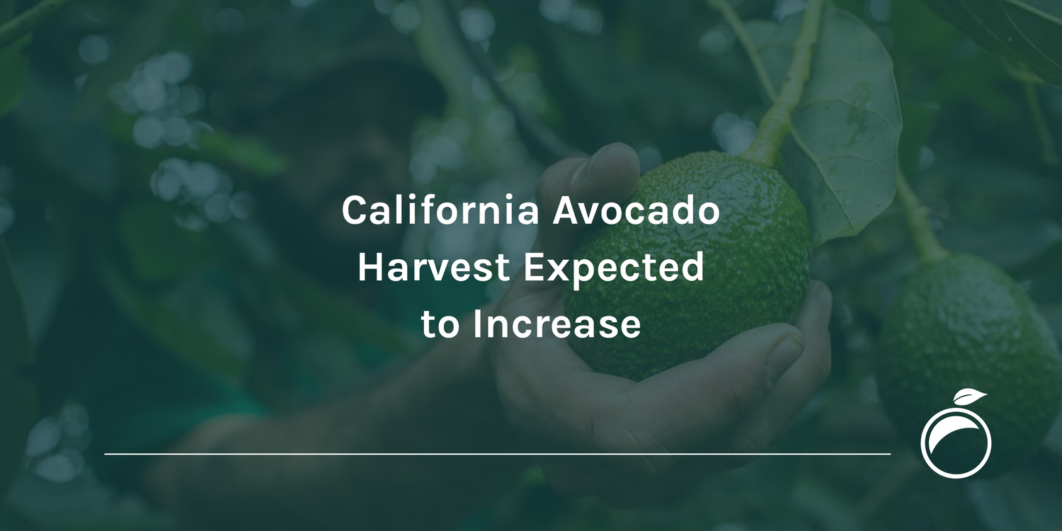 California Avocado Harvest Expected to Increase