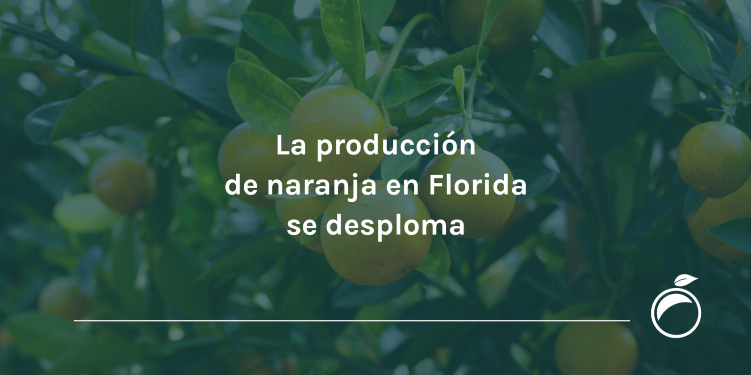 La producción de naranja en Florida se desploma