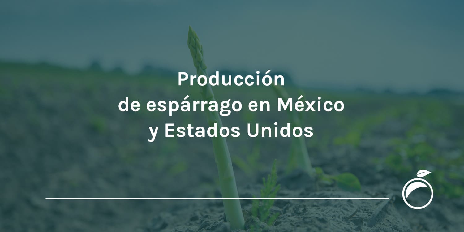 Producción de espárrago en México y Estados Unidos