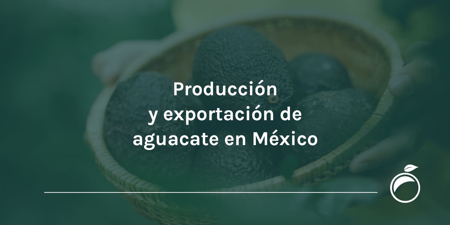 Producción y exportación de aguacate en México