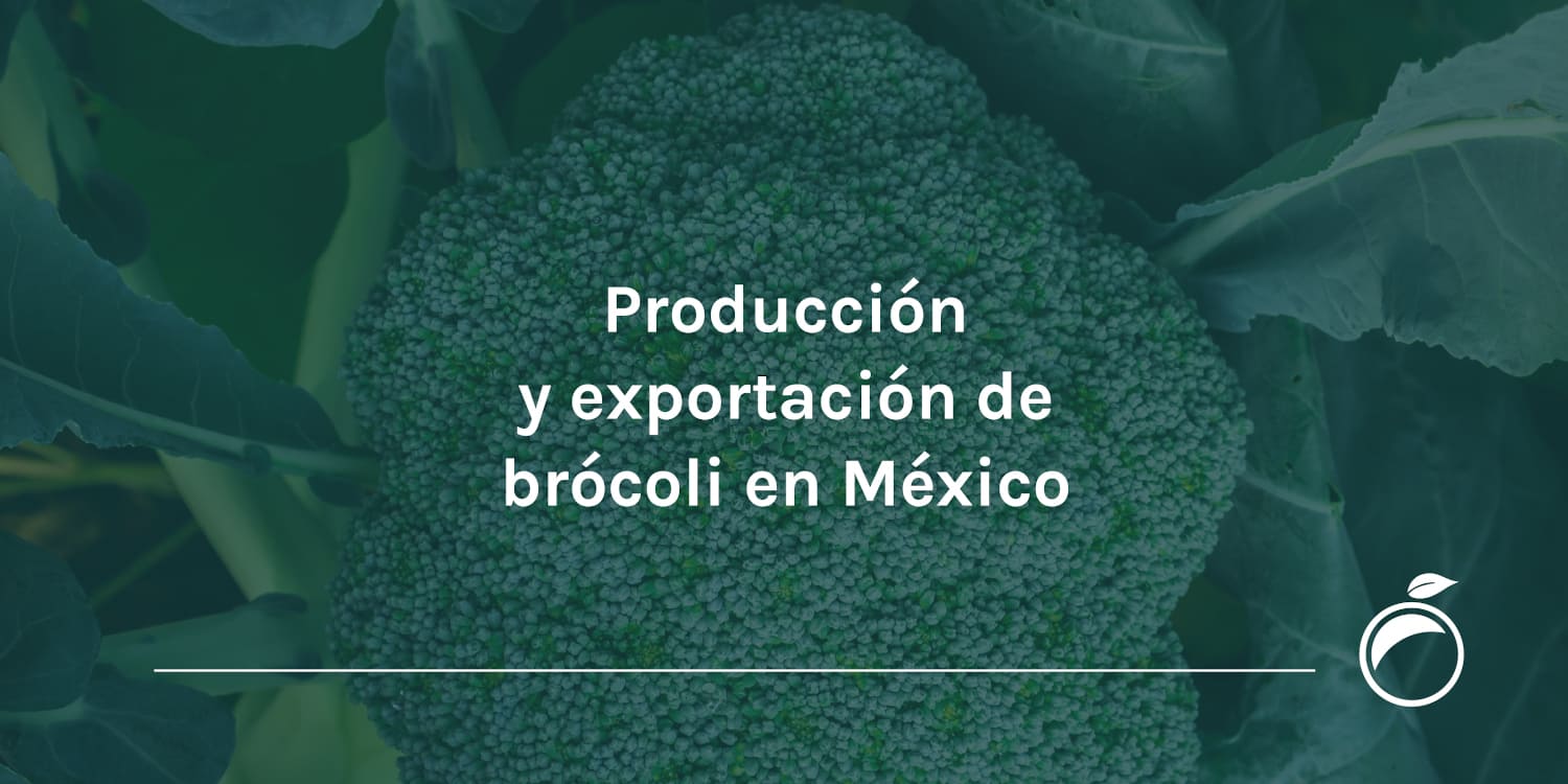 Producción y exportación de brócoli en México