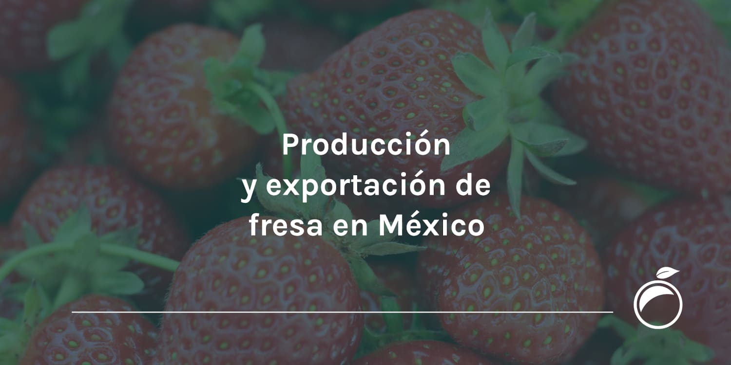 Producción y exportación de fresa en México