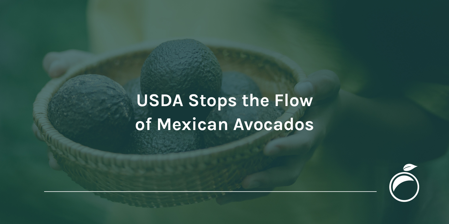 USDA Stops the Flow of Mexican Avocados