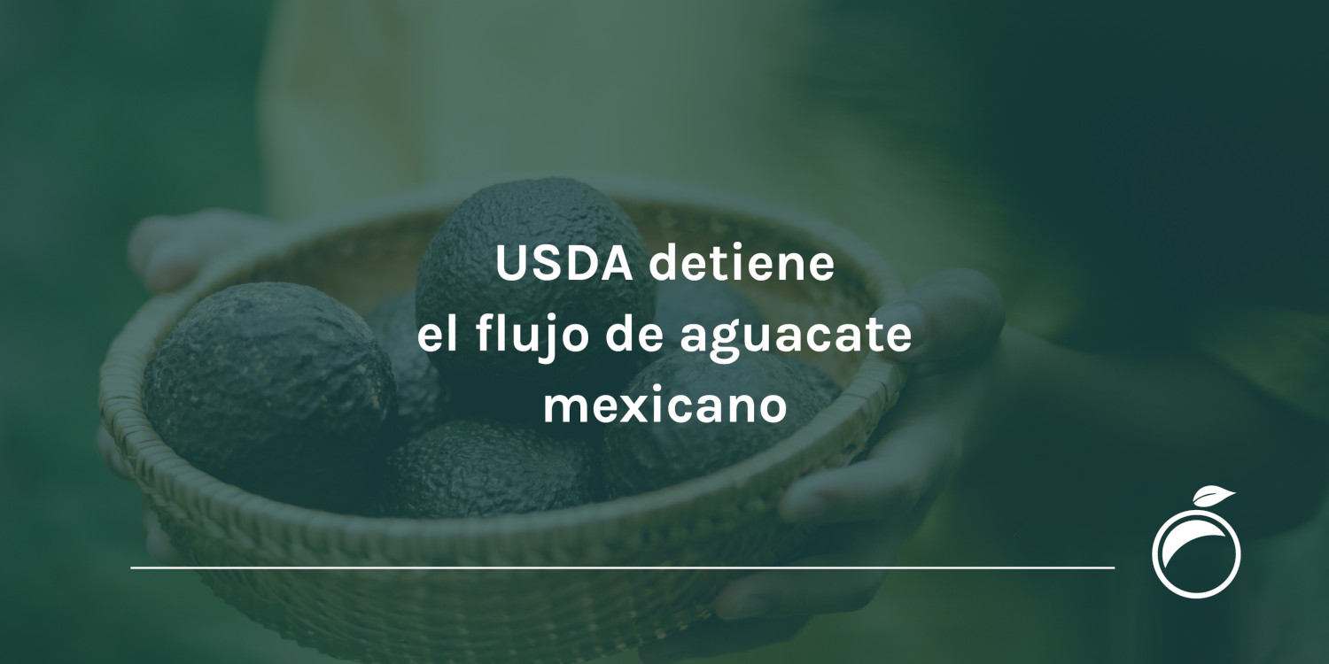 USDA detiene el flujo de aguacate mexicano