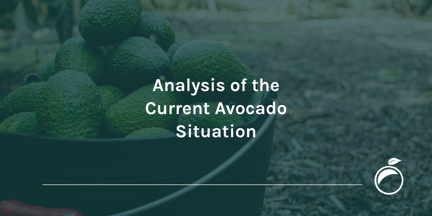 Analysis of the Current Avocado Situation