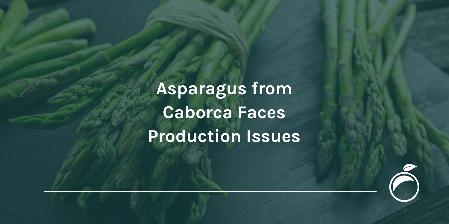 asparagus production