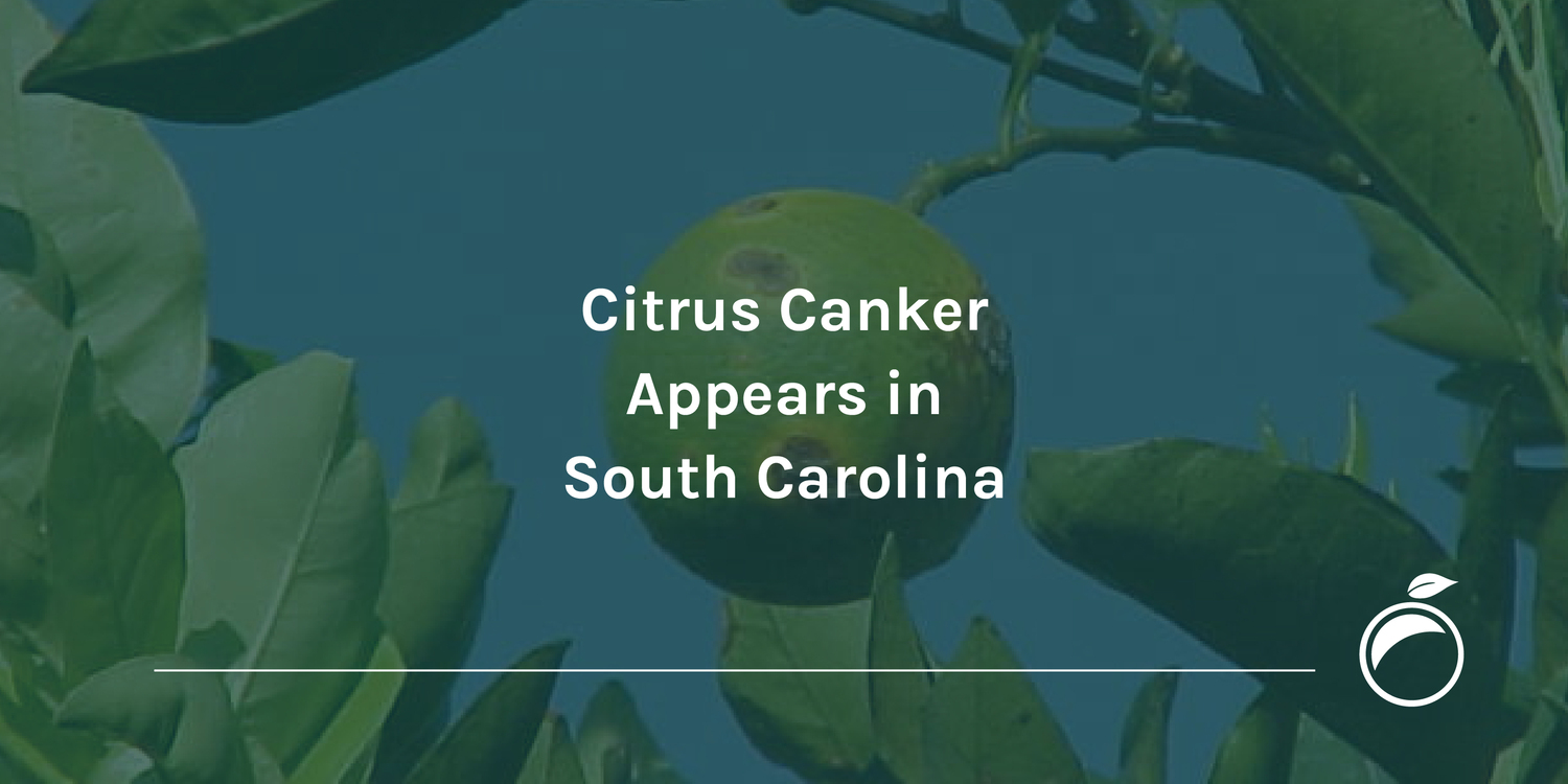 Citrus Canker Appears in South Carolina