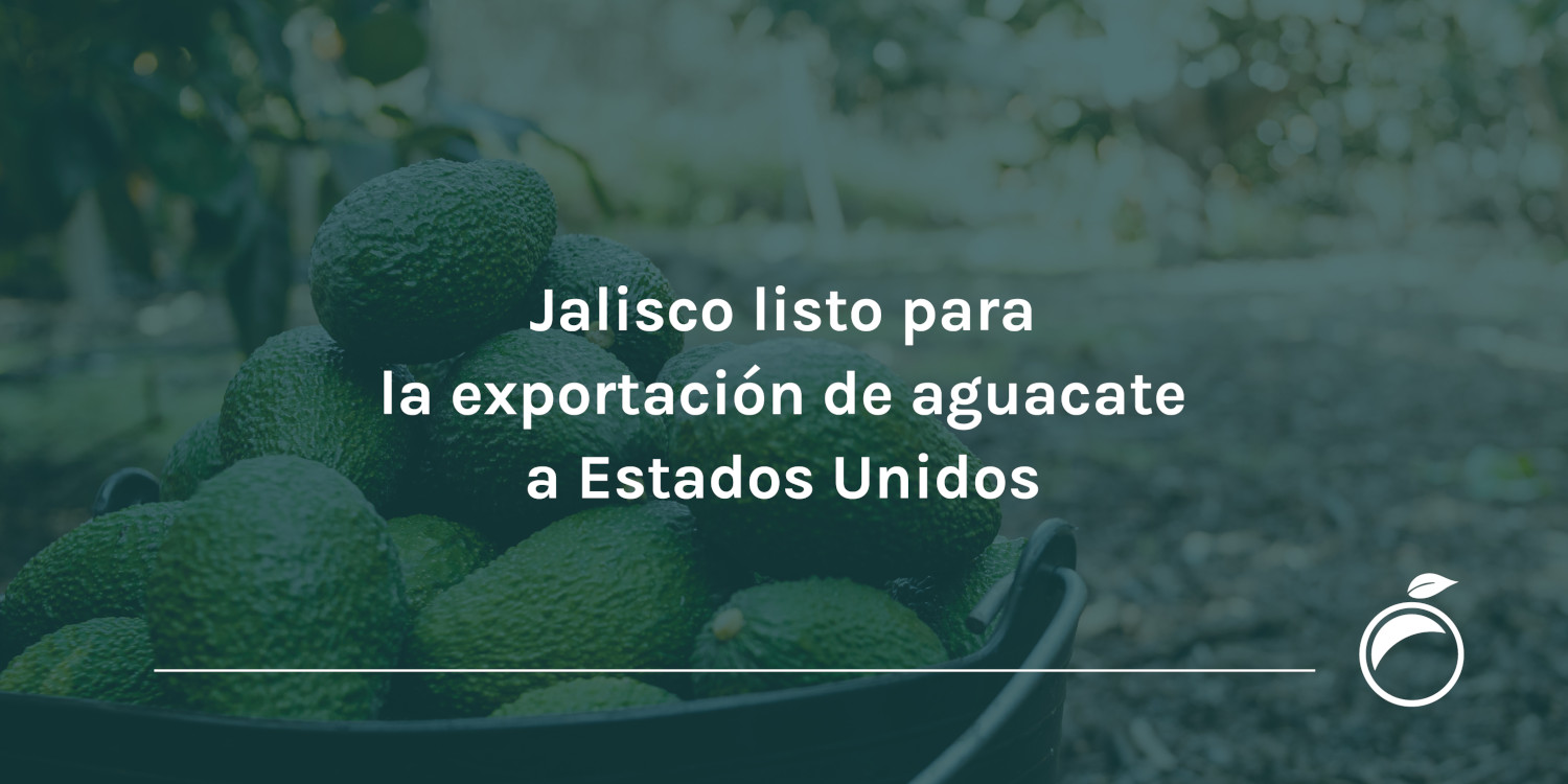 Jalisco listo para la exportación de aguacate a Estados Unidos