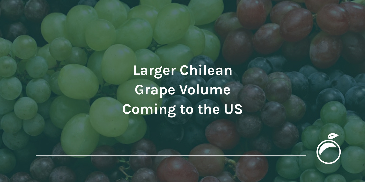 Larger Chilean Grape Volume Coming to the US