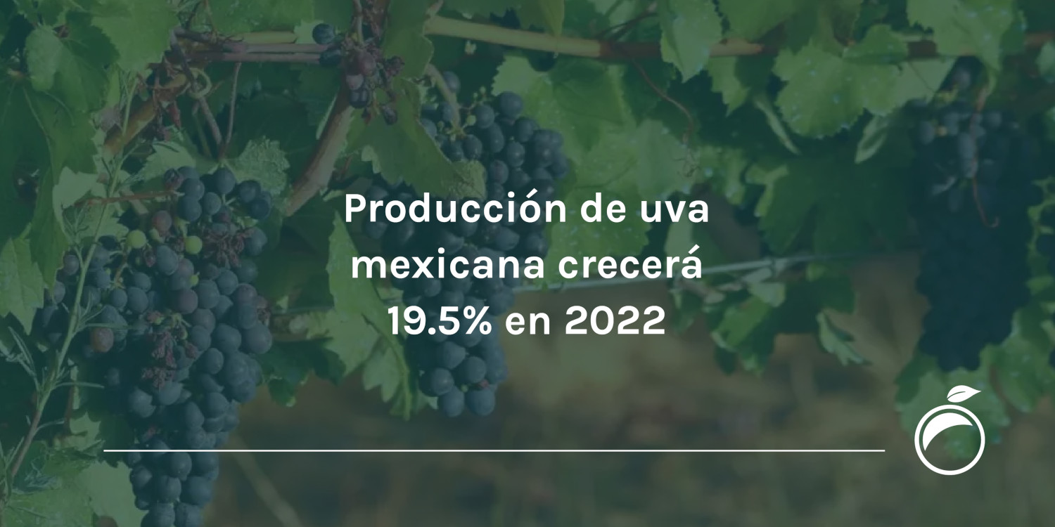 Producción de uva mexicana crecerá 19.5% en 2022