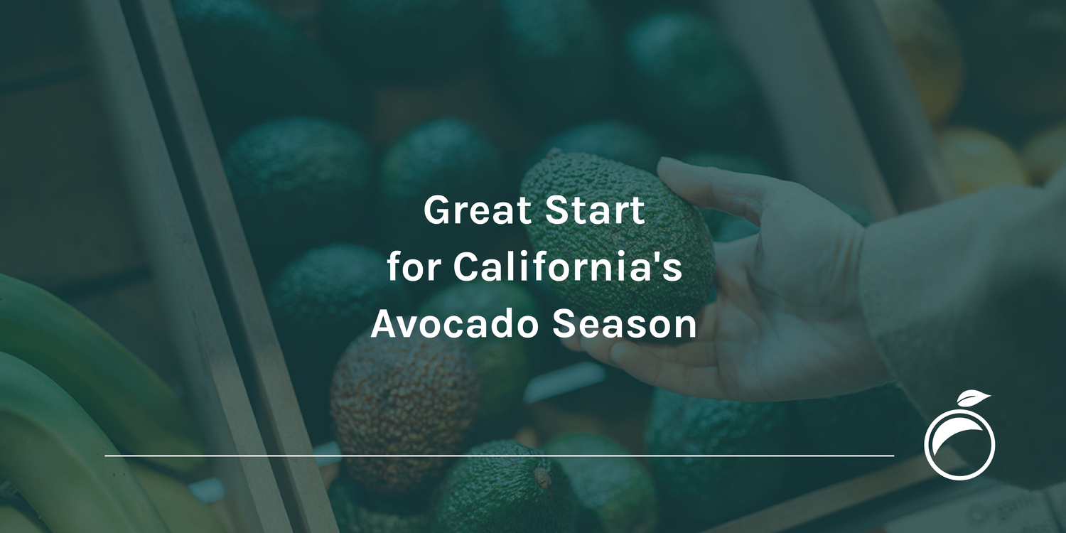 Great Start for California_s Avocado Season
