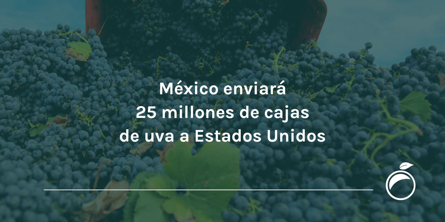 México enviará 25 millones de cajas de uva a Estados Unidos