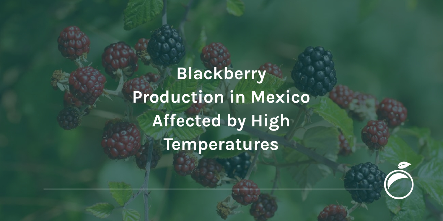 Blackberry Production in Mexico Affected by High Temperatures