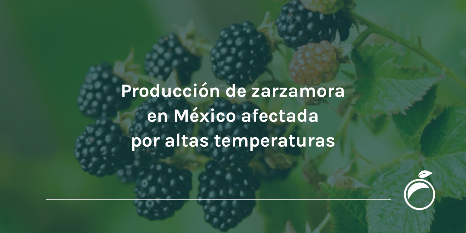 Producción de zarzamora en México afectada por altas temperaturas