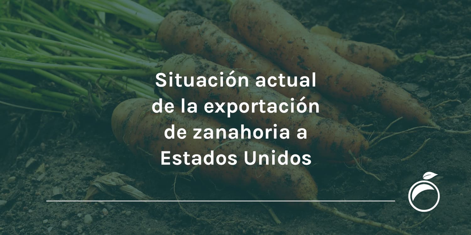 Situación actual de la exportación de zanahoria a Estados Unidos