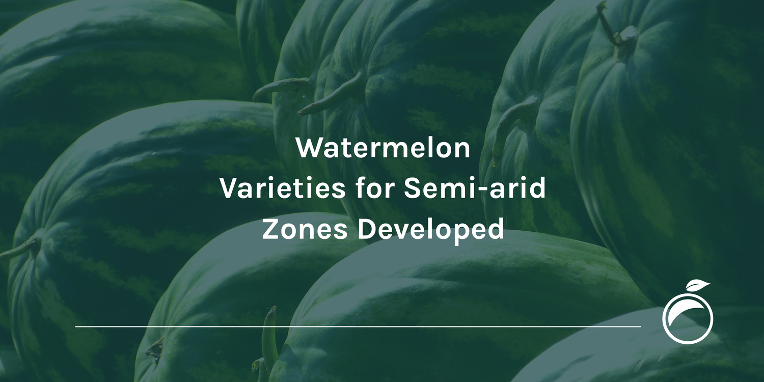 Watermelon Varieties for Semi-arid Zones Developed