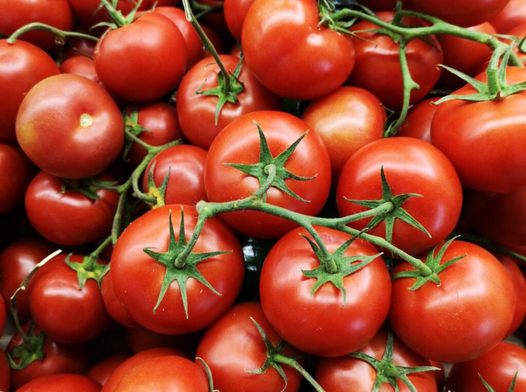 tomato production in Mexico