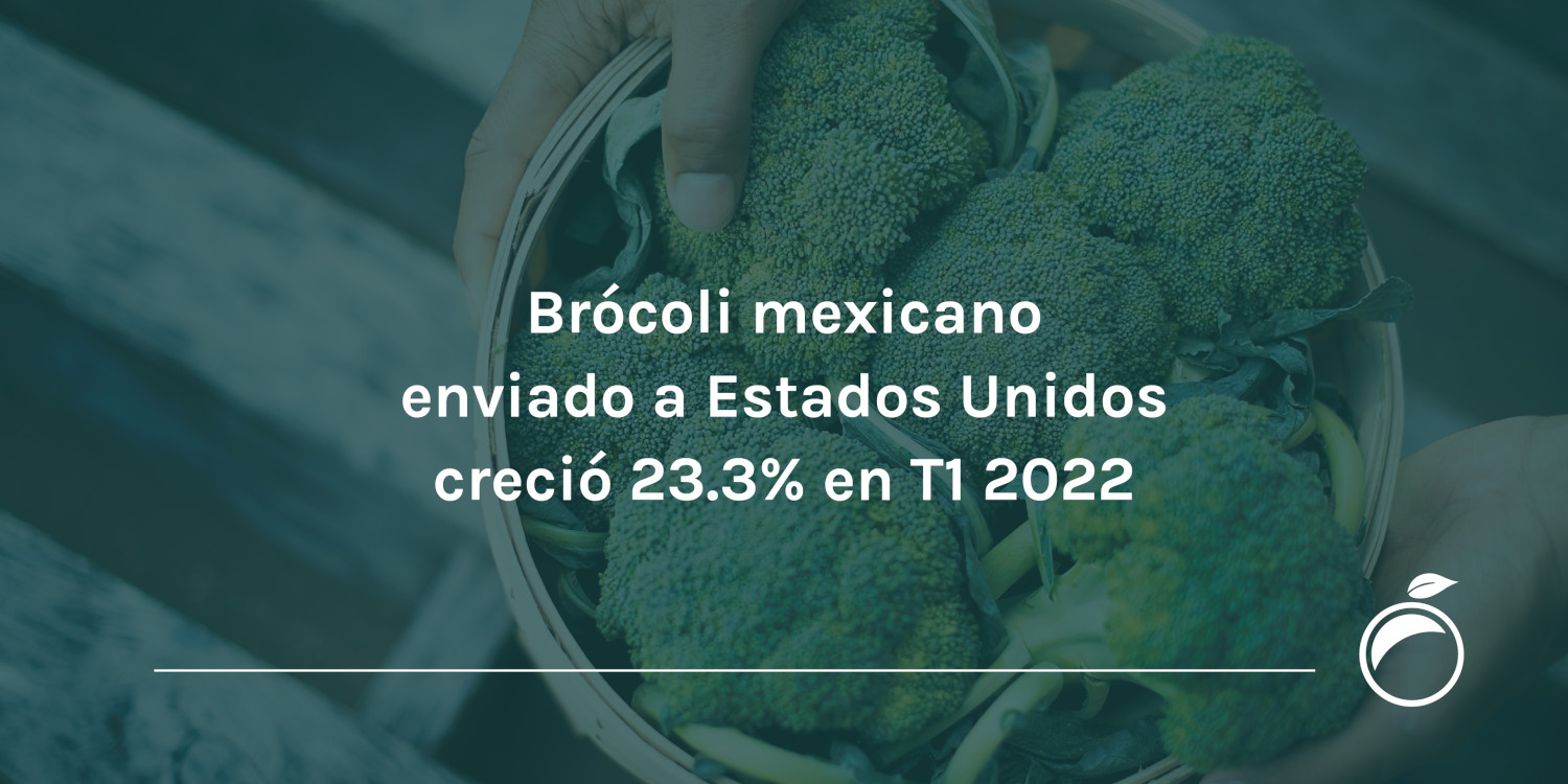 Brócoli mexicano enviado a Estados Unidos creció 23.3% en T1 2022