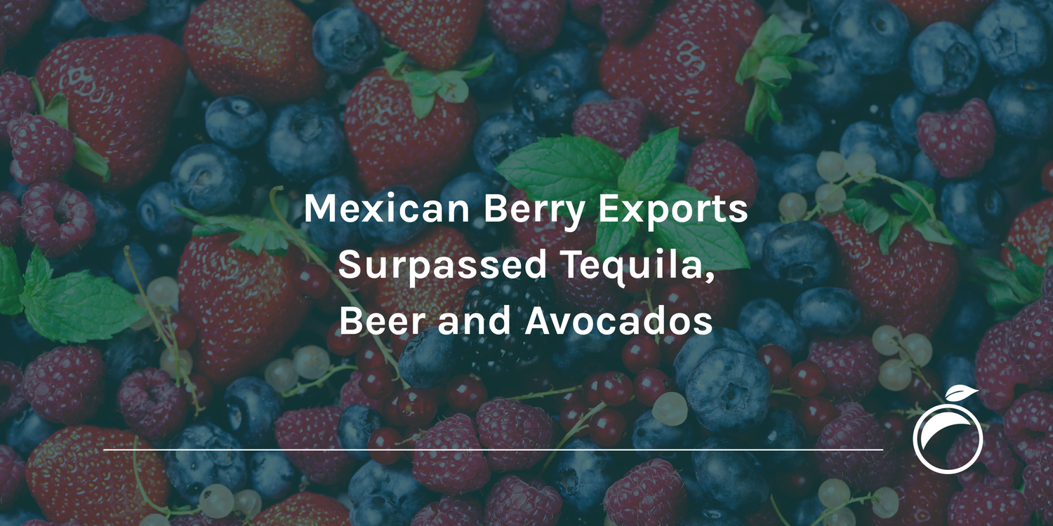 Mexican Berry Exports Surpassed Tequila, Beer and Avocados