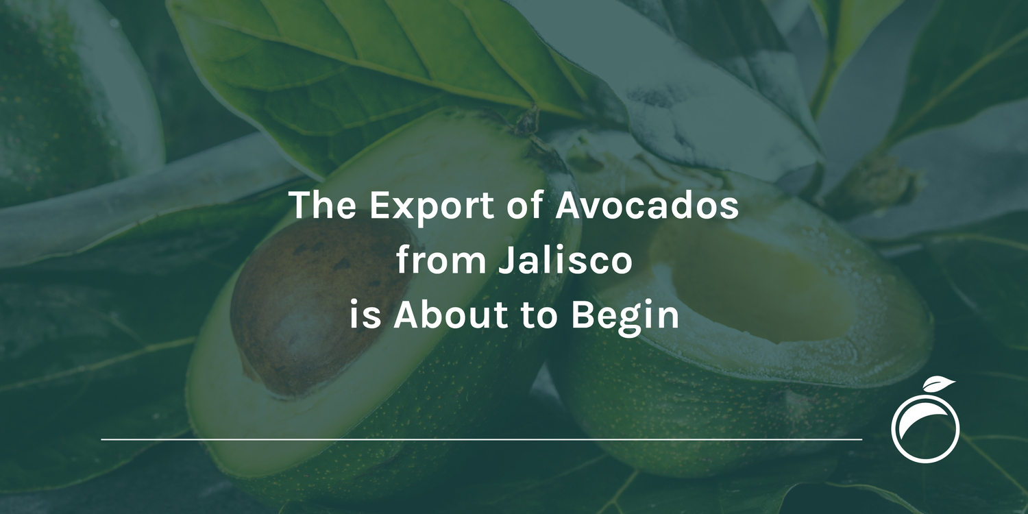 The Export of Avocados from Jalisco is About to Begin