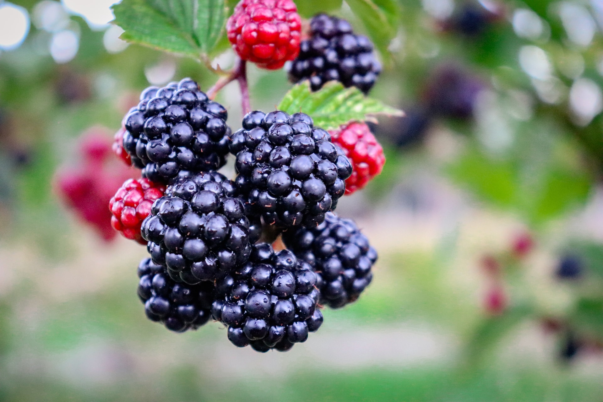 blackberry yield