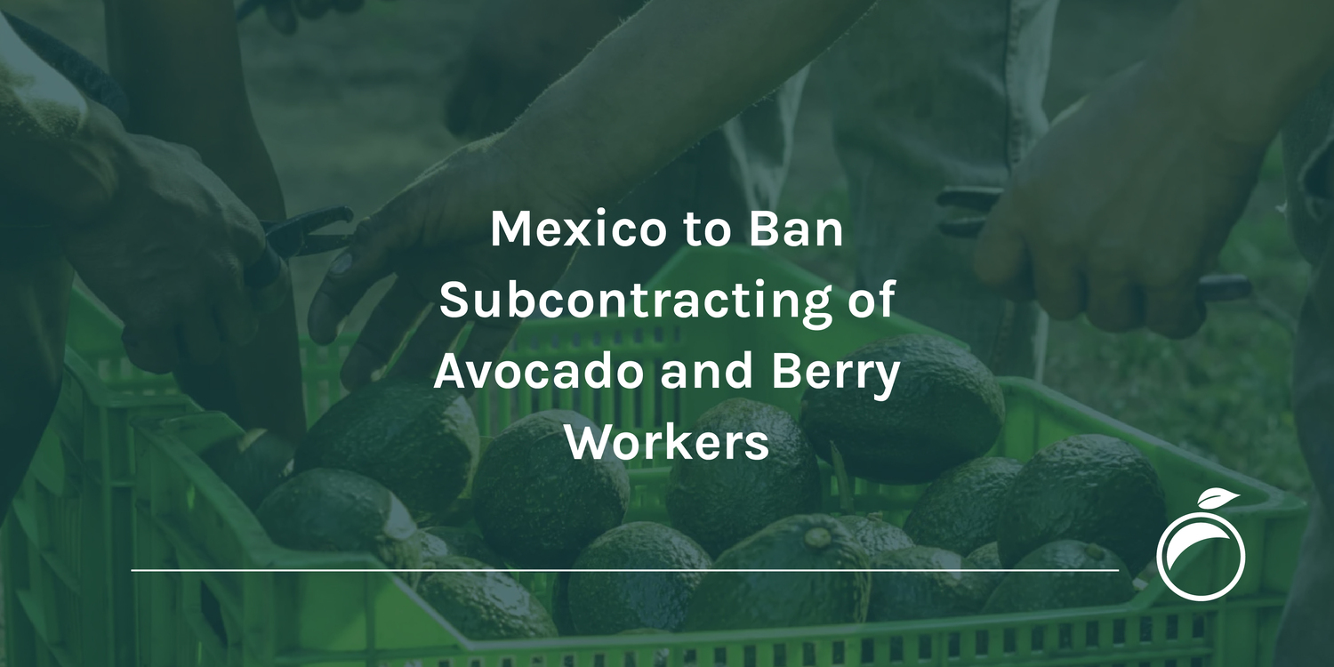 Mexico to Ban Subcontracting of Avocado and Berry Workers