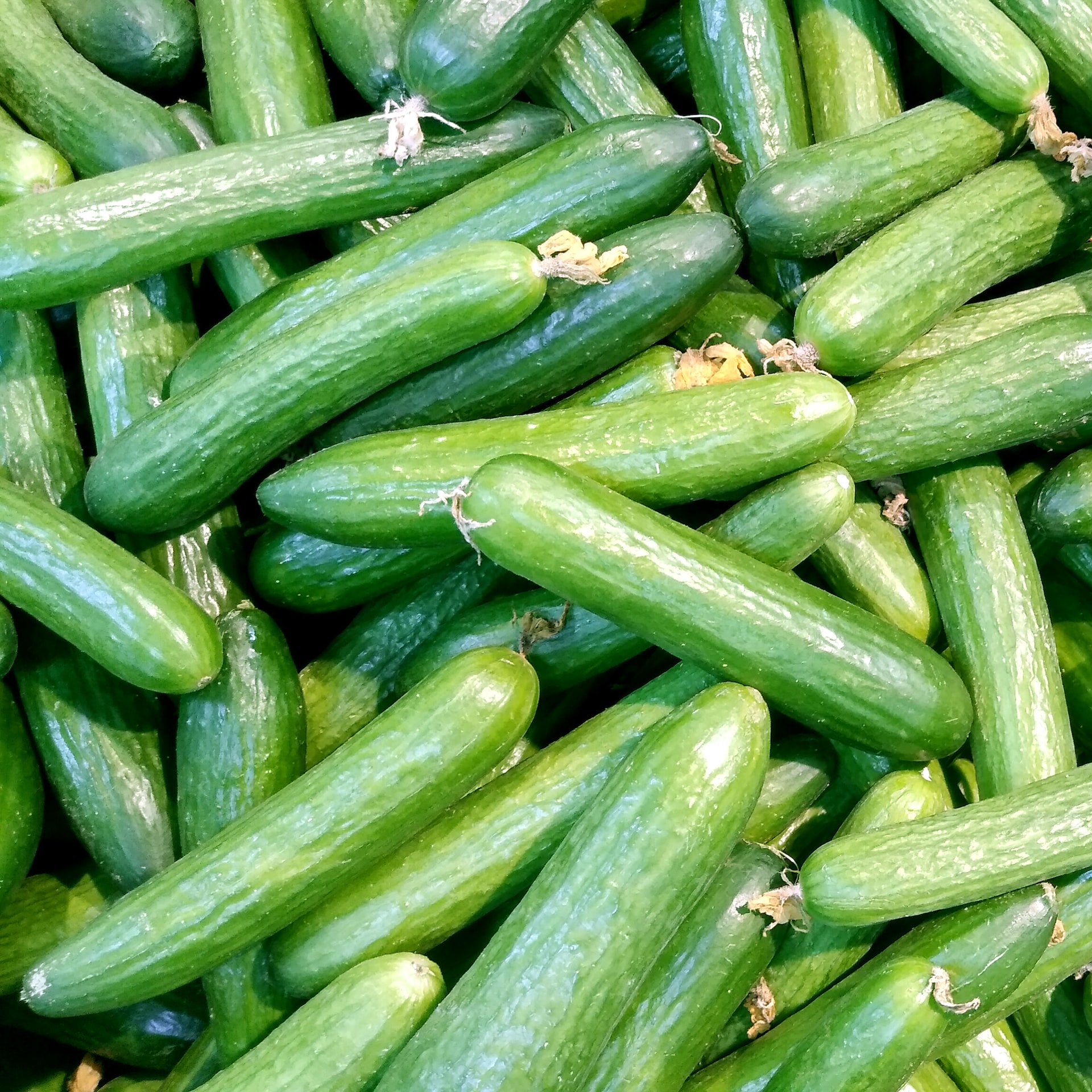 mexican cucumber production