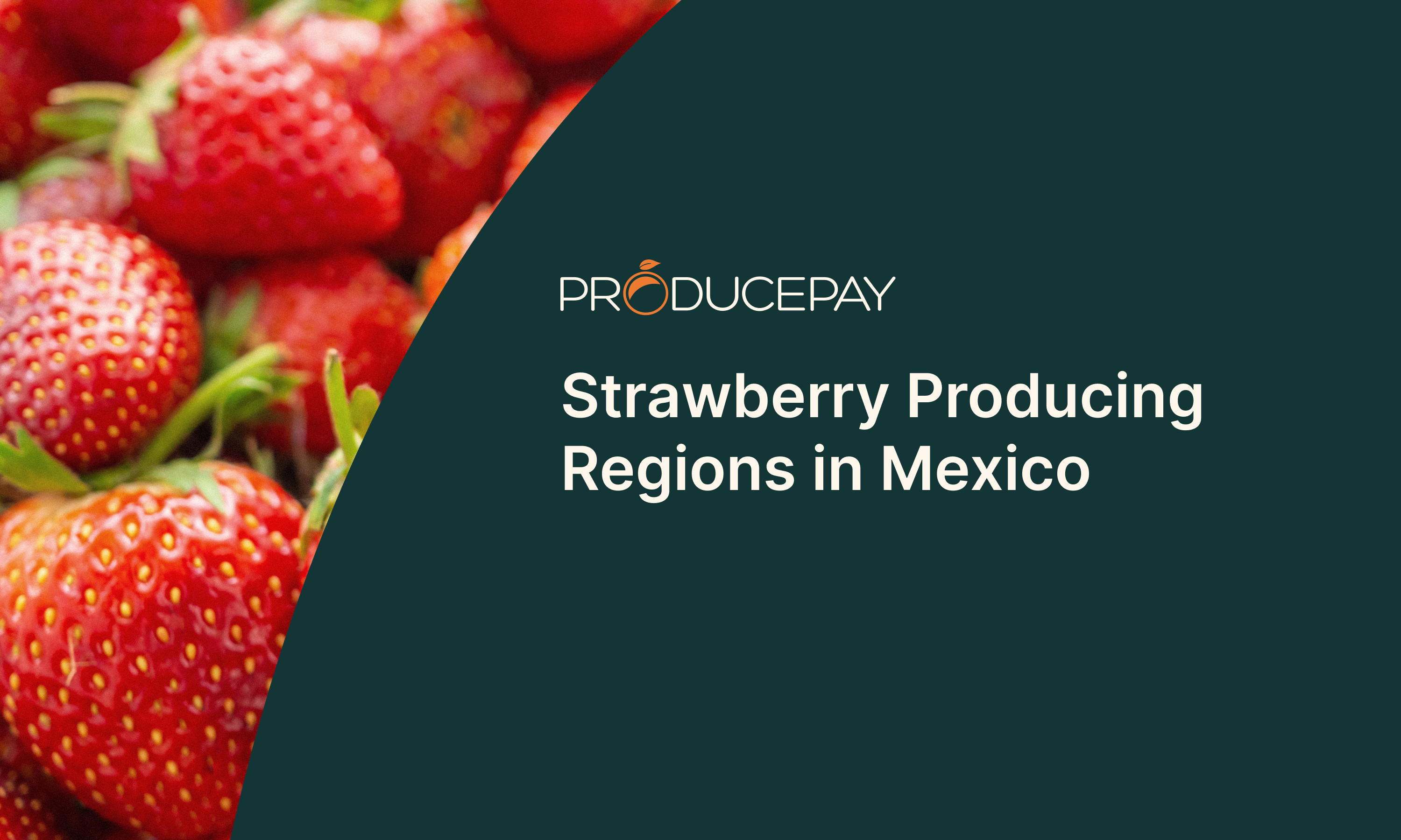 Strawberry Producing Regions in Mexico