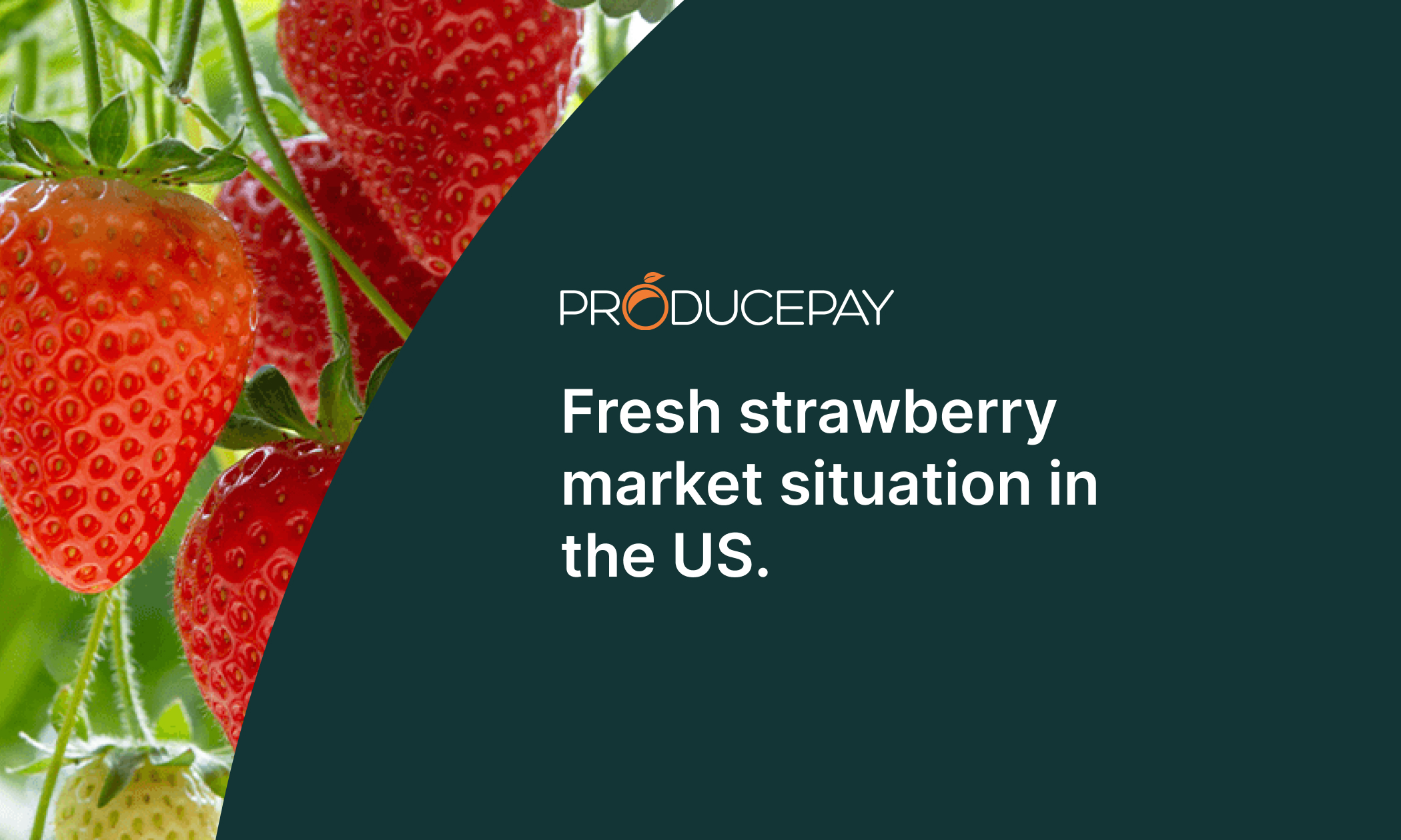 fresh-strawberry-market