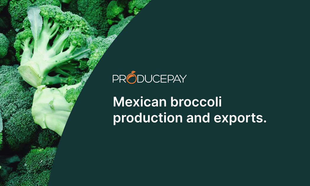 mexican-broccoli-production