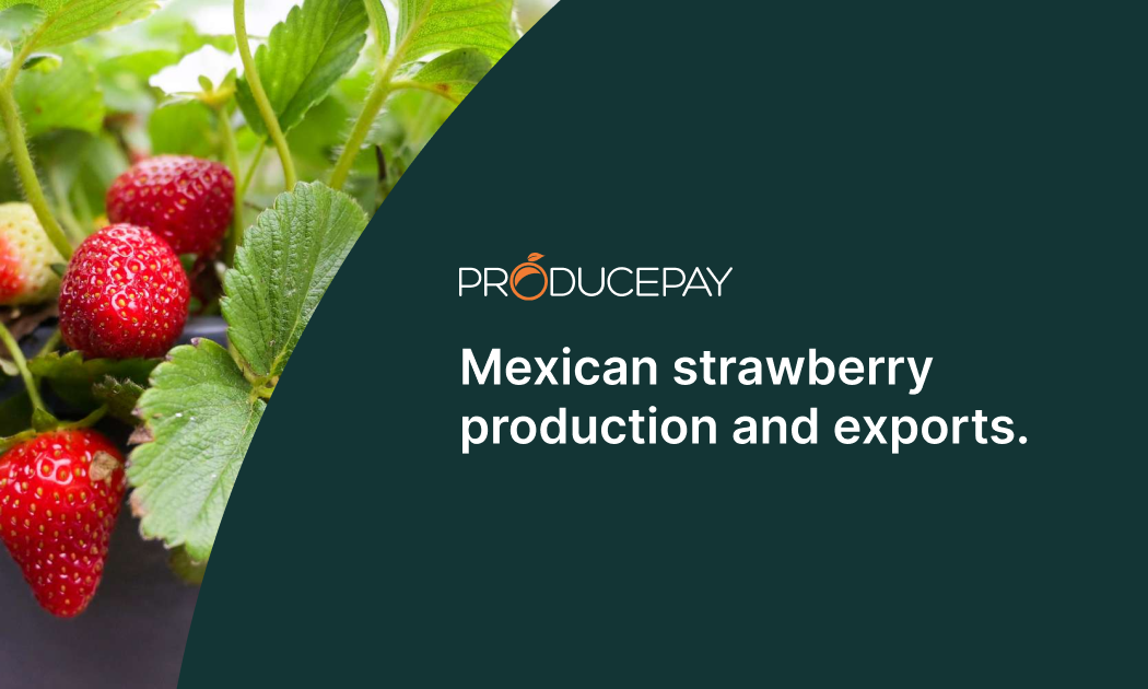 mexican-strawberry-production
