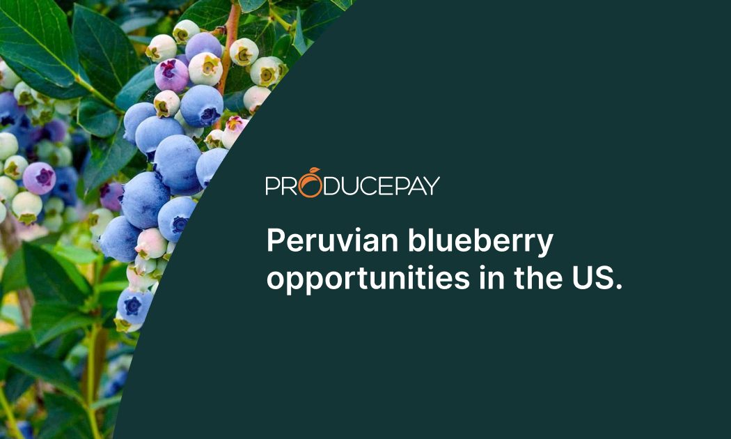 peruvian-blueberry-opportunities