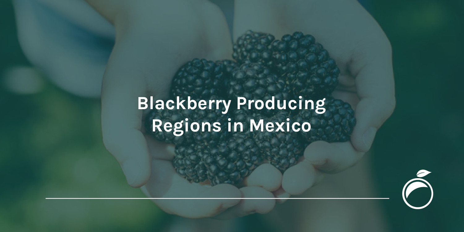 Blackberry Producing Regions in Mexico