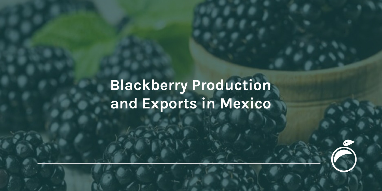 Blackberry Production and Exports in Mexico