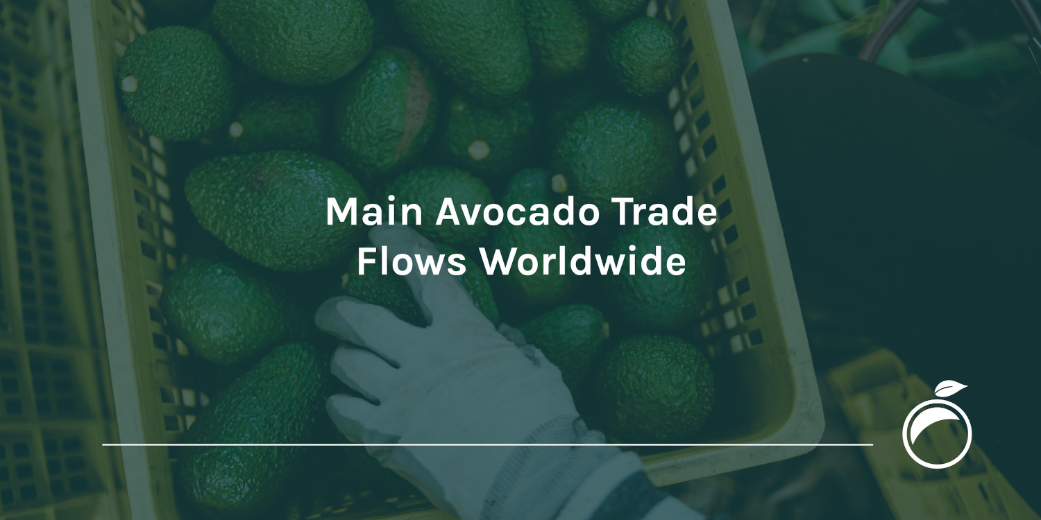 Main Avocado Trade Flows Worldwide