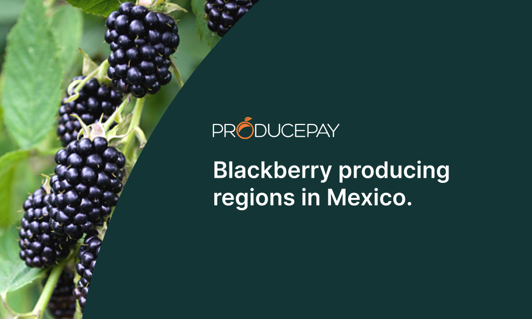 black-berry-producing-regions