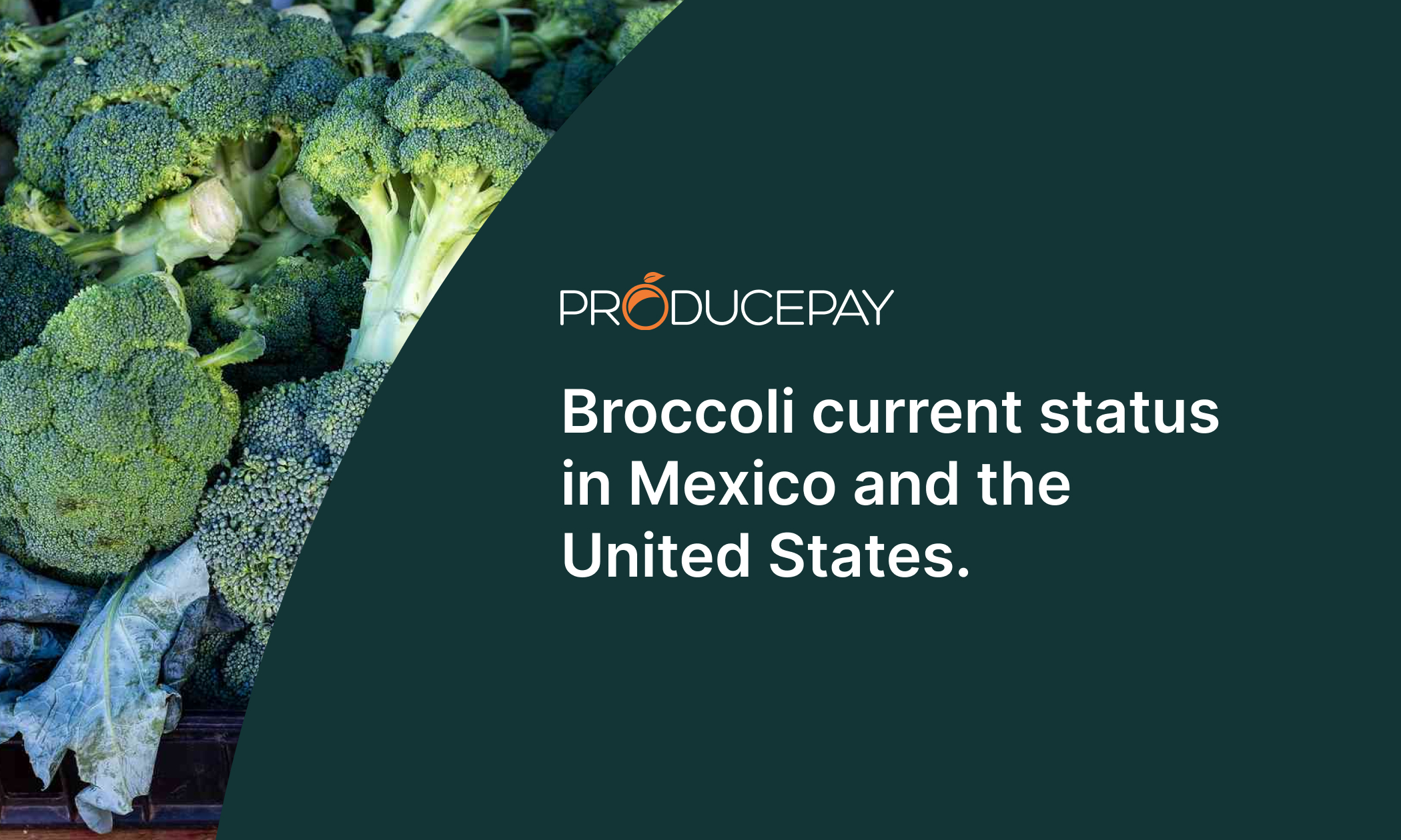 broccoli-current-status