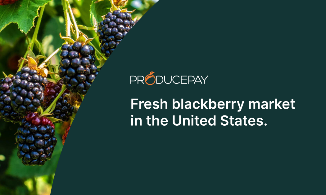 fresh-blackberry-market