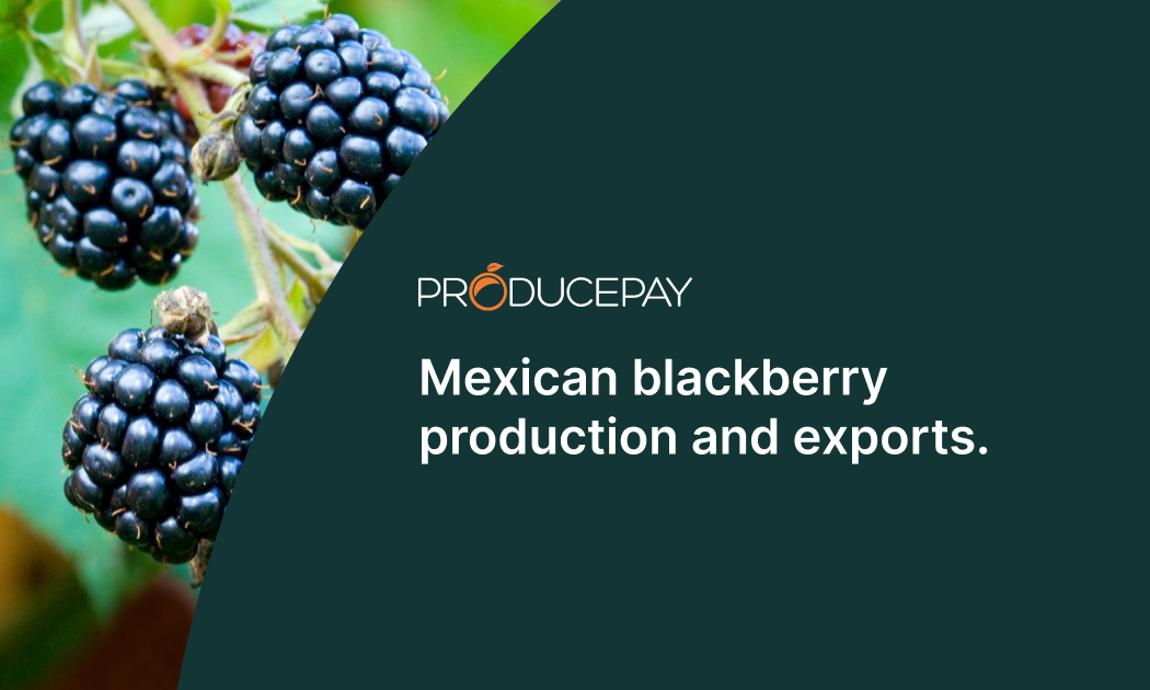 mexican-blackberry-production